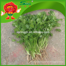 IQF Parsley with Good Price